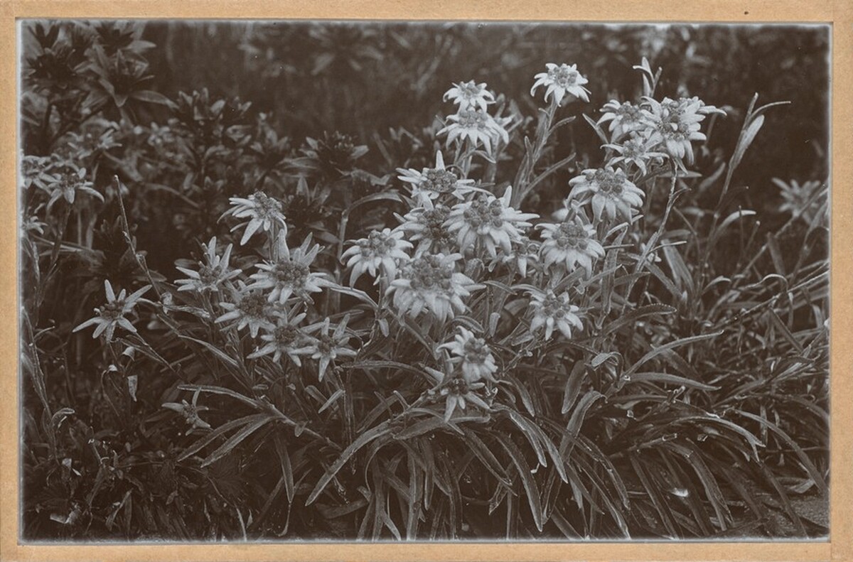 Edelweiss aus dem Engadin (Edelweiss in the Engadin Valley)