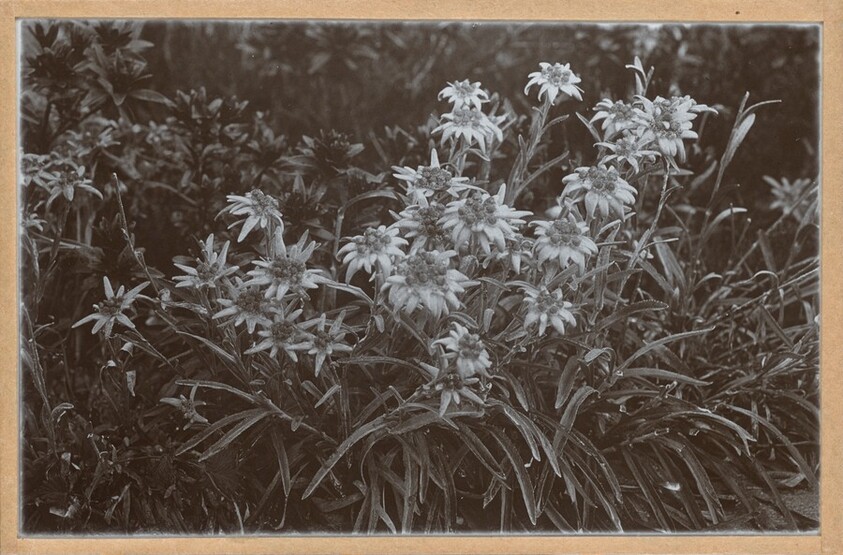 Edelweiss aus dem Engadin (Edelweiss in the Engadin Valley)