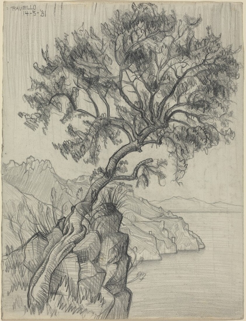 Carruba Tree (Ravello)