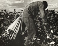 Migratory field worker picking cotton in San Joaquin Valley, California, Dorothea Lange, November 1938, printed later