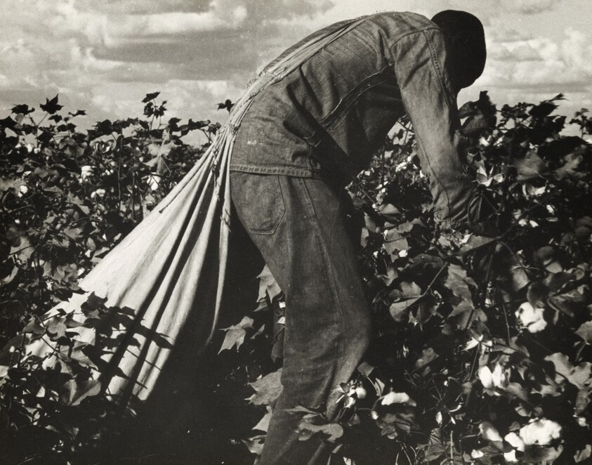 Migratory field worker picking cotton in San Joaquin Valley, California