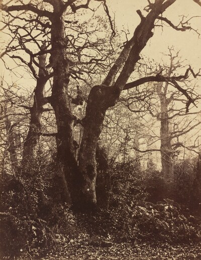 Tree Study, Fontainebleau