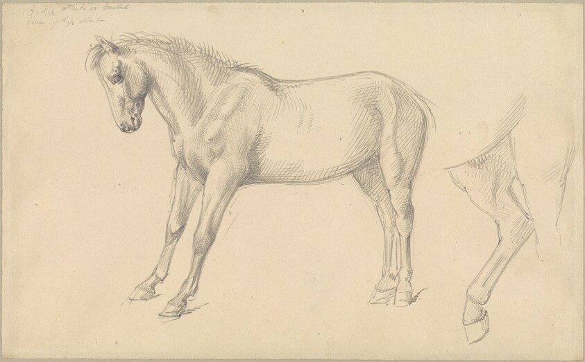 Studies of a Pony