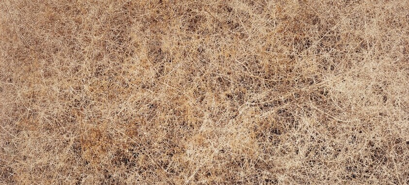 Untitled (Desert Scrub)