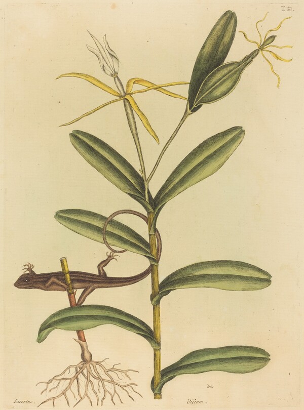 The Lyon Lizard (Lacerta 6-lineata)