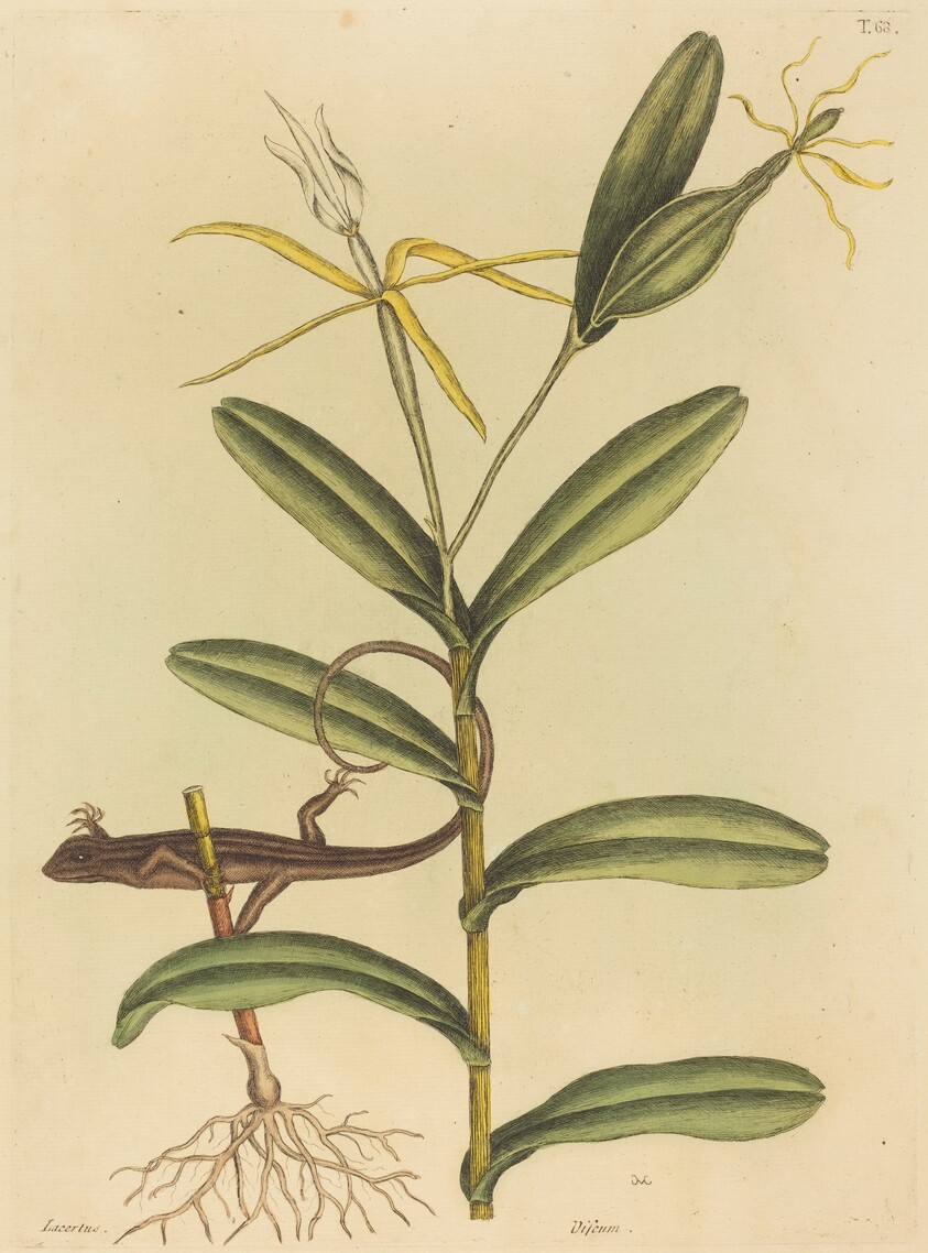 The Lyon Lizard (Lacerta 6-lineata)