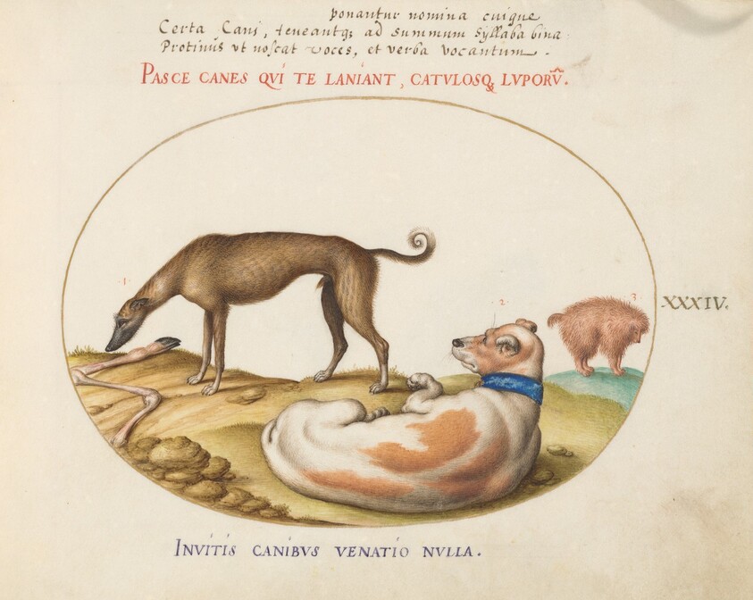 Plate 34: Three Dogs, Including a "Mimick"