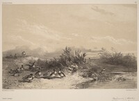 Canards Sauvages, Karl Bodmer