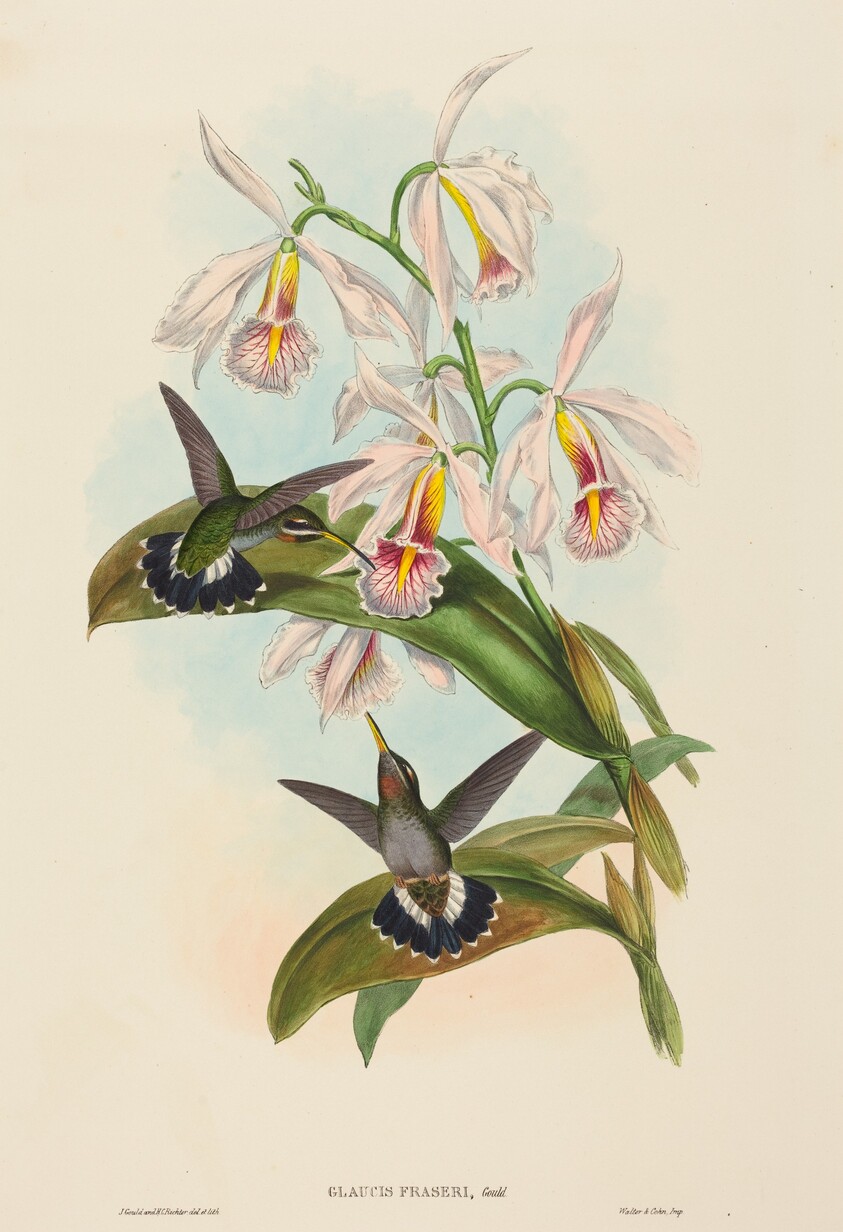 Glaucis fraseri (Fraser's Barbed-throat)