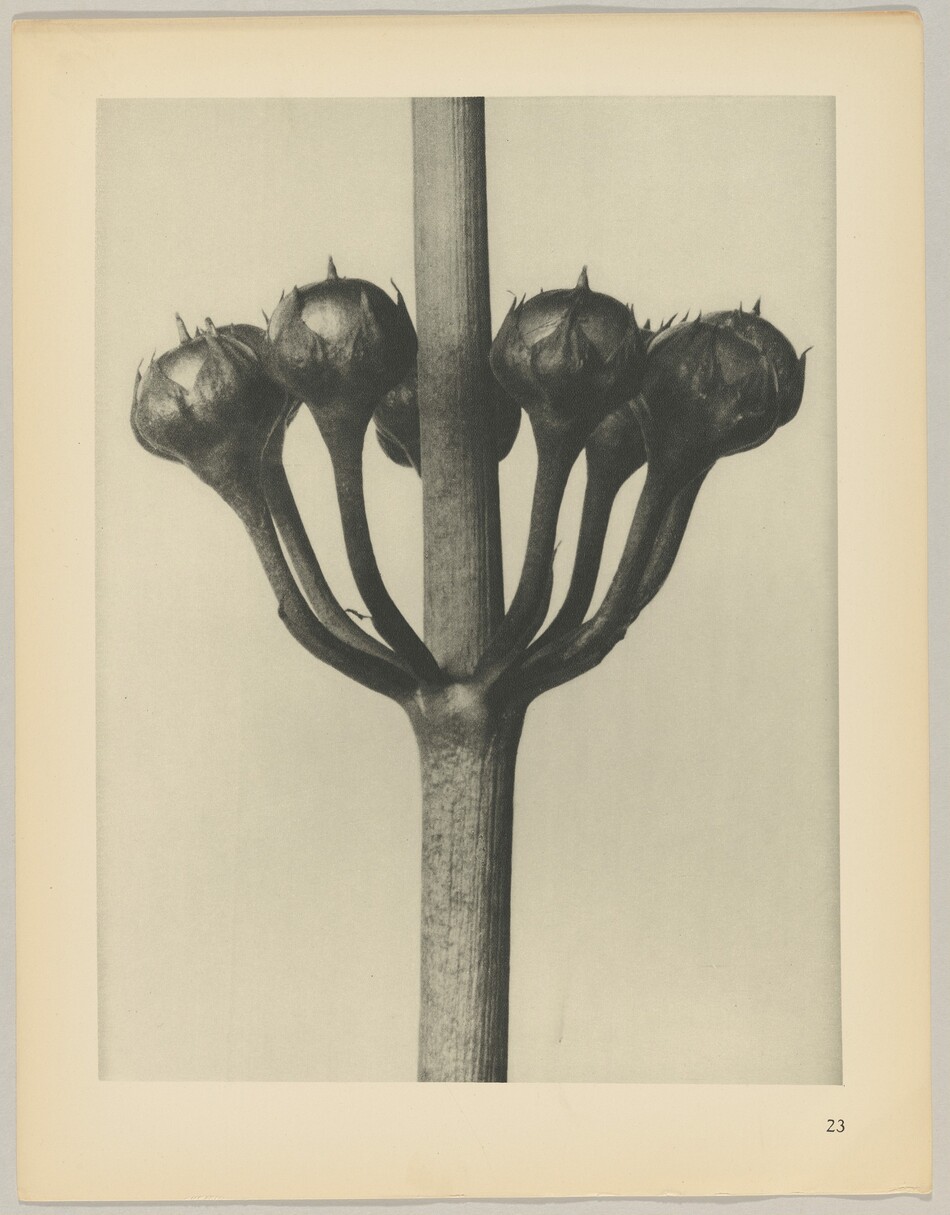 The image shows a plant stem with several rounded buds or seed pods clustered at the top. The grayscale color palette gives the photograph a range of tones from black to white. In the center, the vertical main stem divides into multiple smaller stems, each ending in a pod that spreads out symmetrically, occupying the upper half of the frame. The detailed texture of the stems and pods are prominent against the light background. The image is framed with a border, and the number "23" is visible in the bottom right corner.