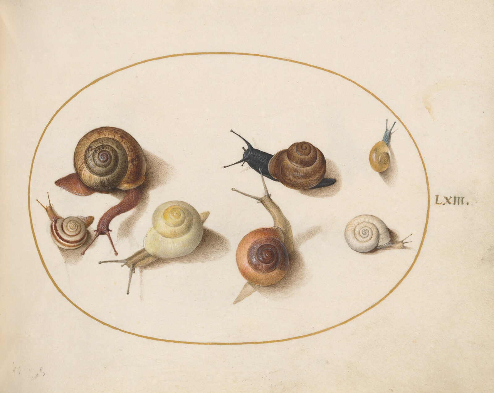 Plate 63: Seven Snails, Joris Hoefnagel, c.1575/1590s