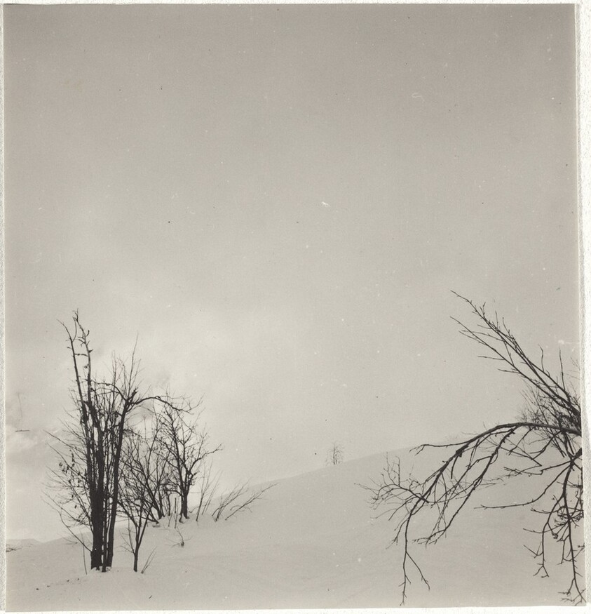 Trees in snow--Landscape