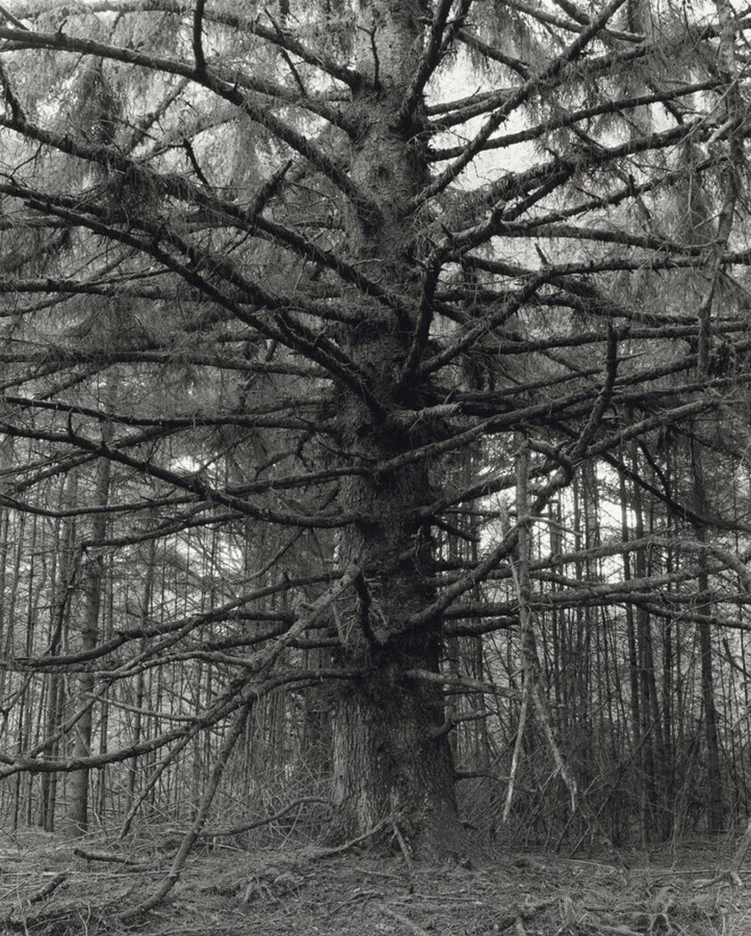 Sitka spruce, Cape Blanco State Park, Curry County, Oregon