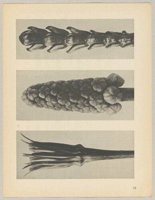 The image features three large black and white close-up photographs of plant structures. The color palette is grayscale, with varying shades of black, white, and gray. The first object at the top is an elongated structure with overlapping segments. The second object in the middle is a cone-like cluster of rounded units. The third object at the bottom of the image resembles a star-shaped open flower or seed pod, with elongated, narrow petals extending outward. The photograph has a border and is numbered 78 at the bottom right corner.