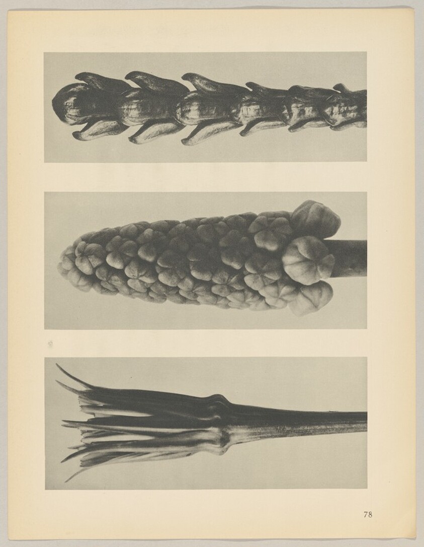 a Tragopogon porrifolius; b Muscari racemosum; c Thujopsis dolabrata
