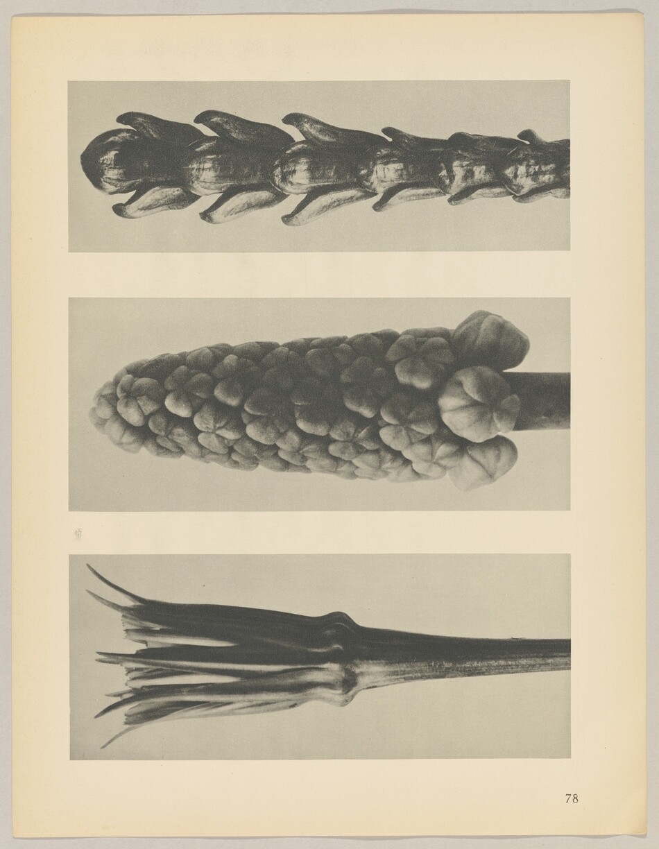 The image features three large black and white close-up photographs of plant structures. The color palette is grayscale, with varying shades of black, white, and gray. The first object at the top is an elongated structure with overlapping segments. The second object in the middle is a cone-like cluster of rounded units. The third object at the bottom of the image resembles a star-shaped open flower or seed pod, with elongated, narrow petals extending outward. The photograph has a border and is numbered 78 at the bottom right corner.