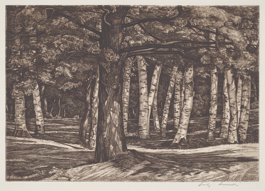 Pine in the Birches