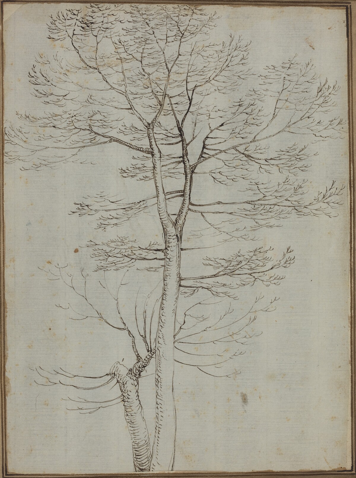 Bare Tree [verso]