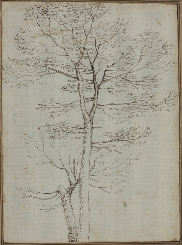 Bare Tree [verso]