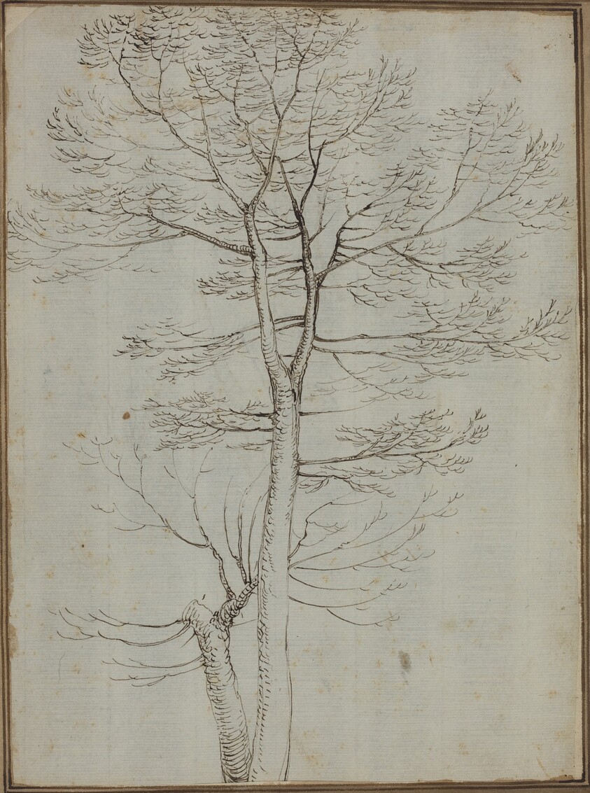 Bare Tree [verso]