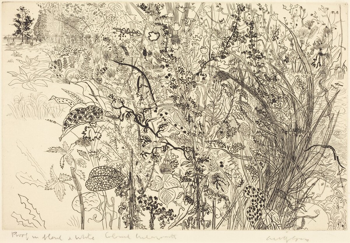 Tangled Undergrowth