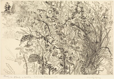 Tangled Undergrowth