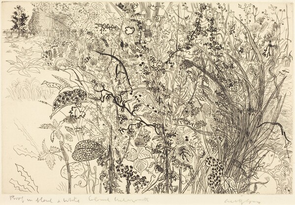 Tangled Undergrowth