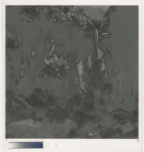 Fullmoon@Rwenzori: Mountains of the Moon