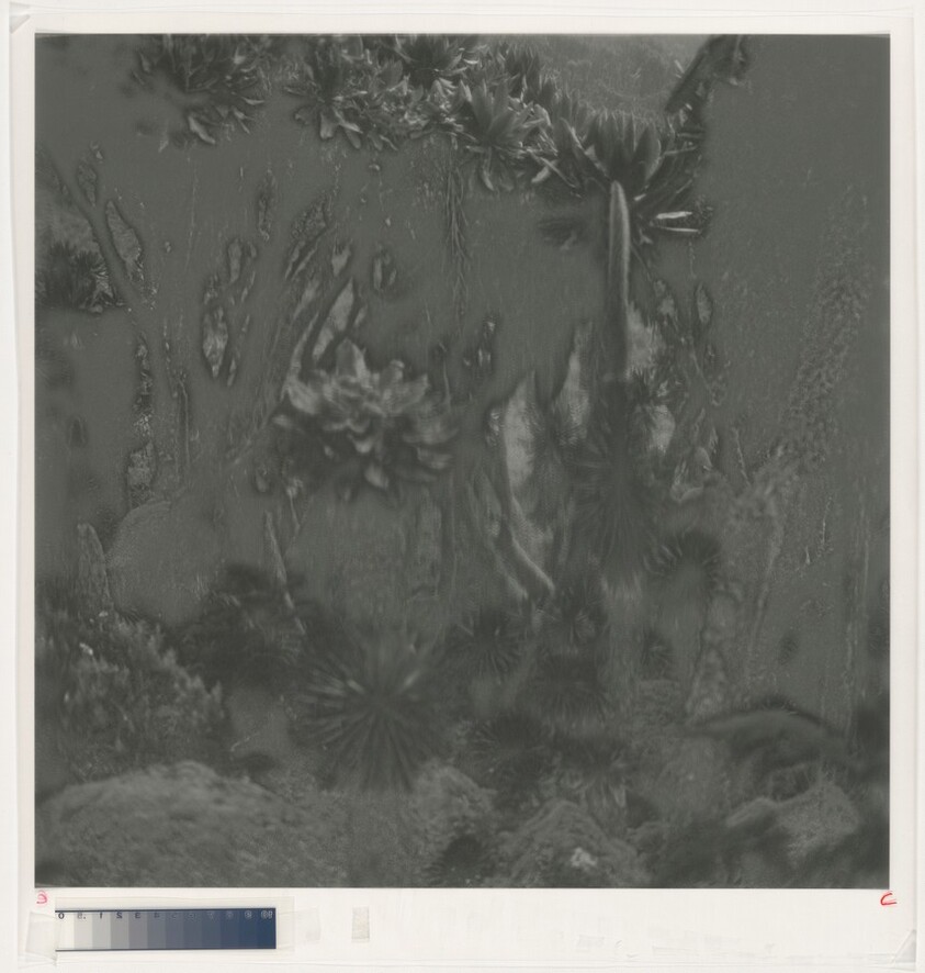 Fullmoon@Rwenzori: Mountains of the Moon