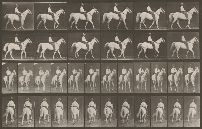 Plate Number 579. "Elberon" walking, saddled