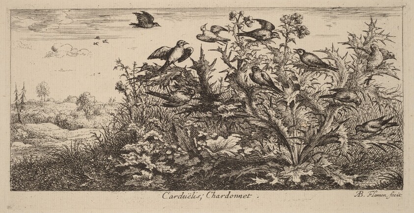 Carduelis, The Goldfinch