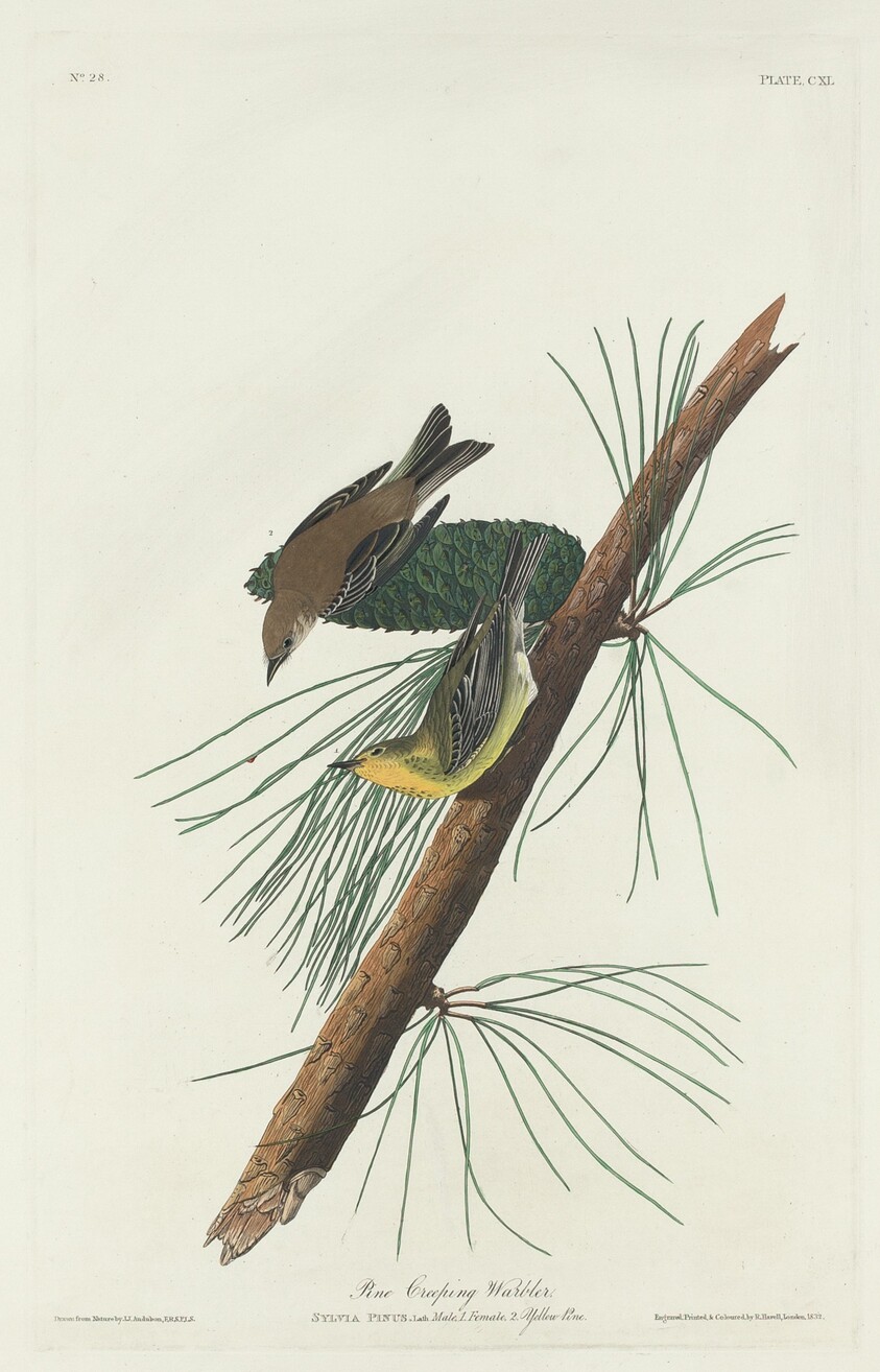 Pine Creeping Warbler