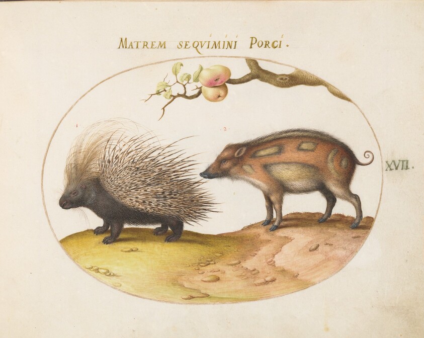 Plate 17: Old World Porcupine (Hystrix) and Wild Pig
