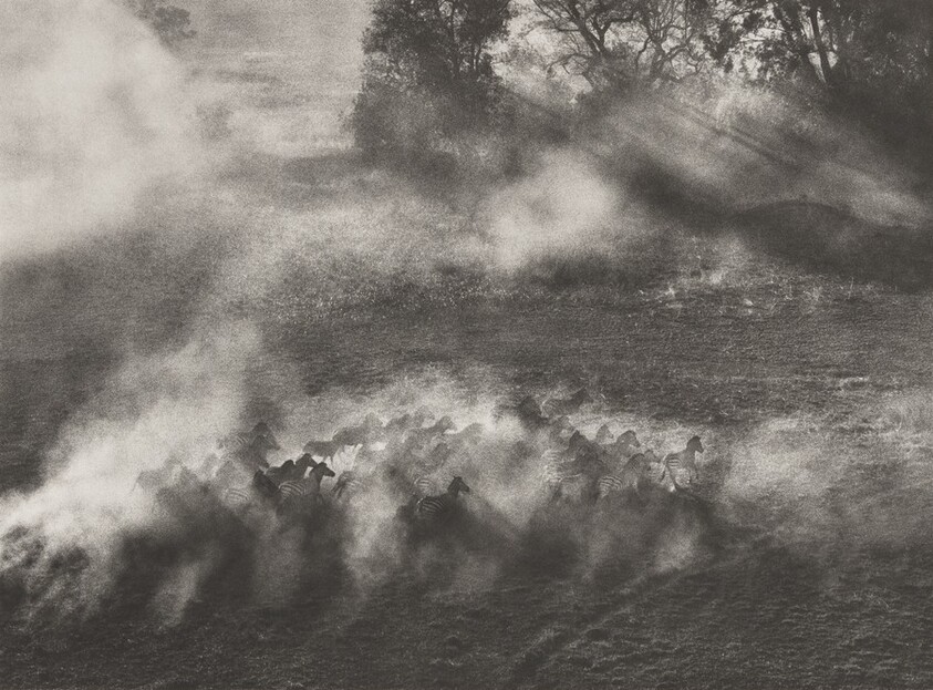 Plains zebra (Equus quagga). Okavango Delta, Botswana.