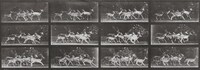 Plate Number 690. Fallow deer, buck and group of does, various movements, Eadweard Muybridge, 1887