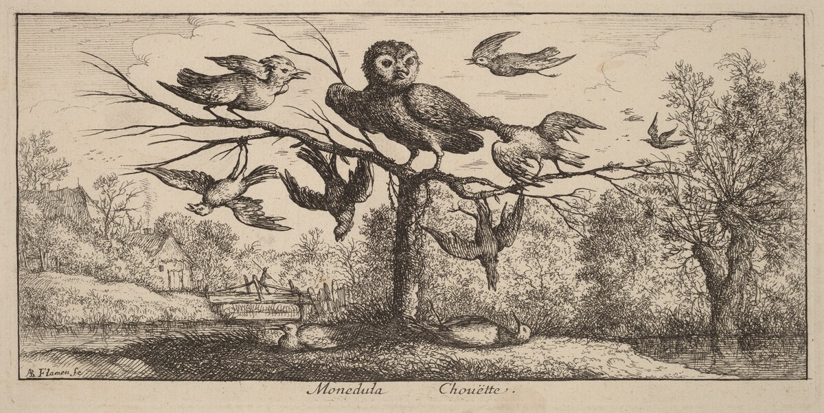 Monedula, The Owl