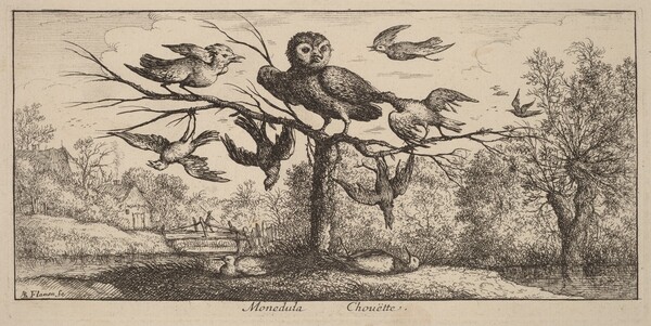 Monedula, The Owl