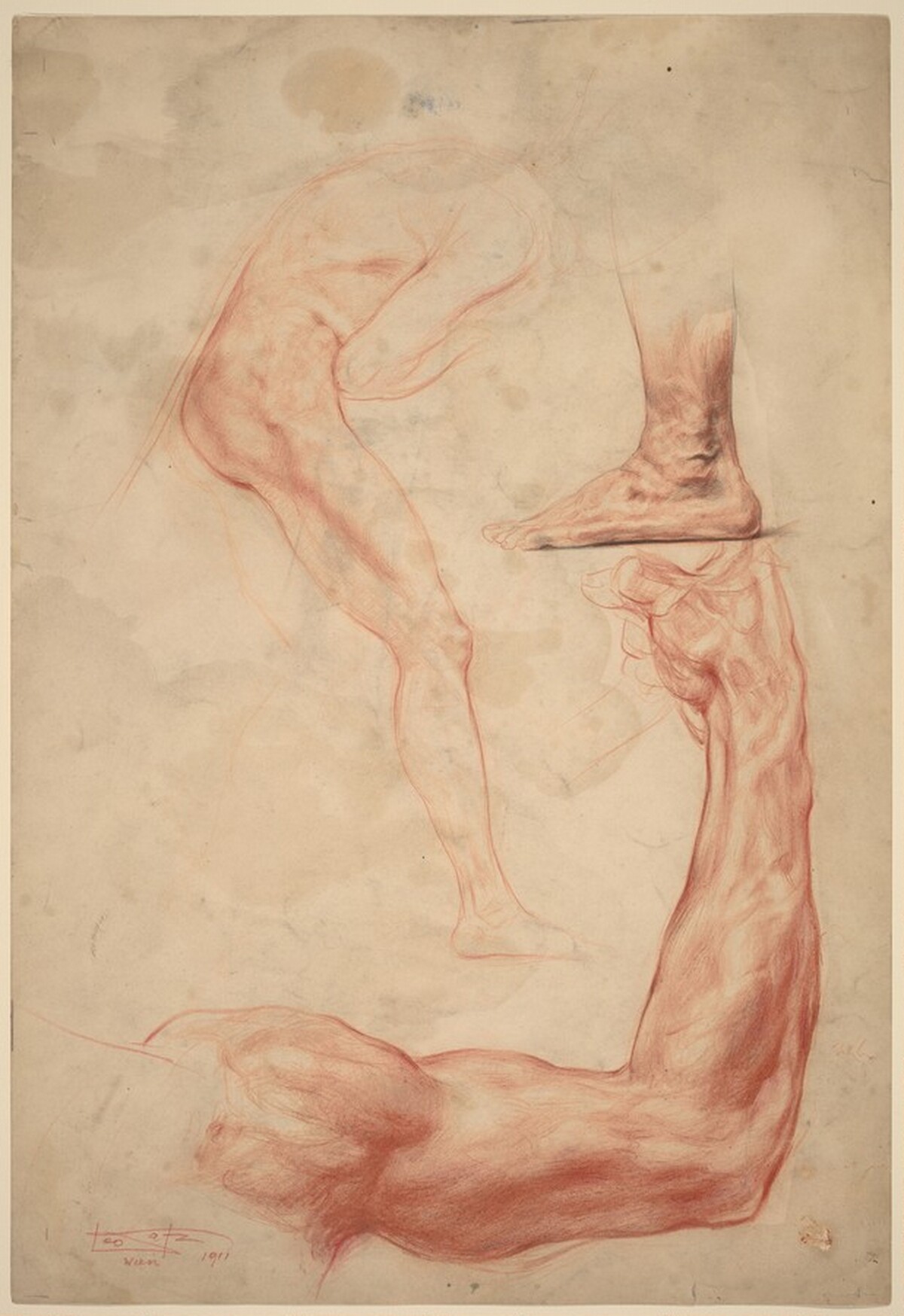 Anatomy Studies