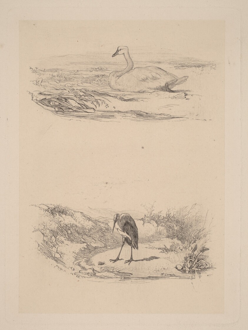 Cygne, heron