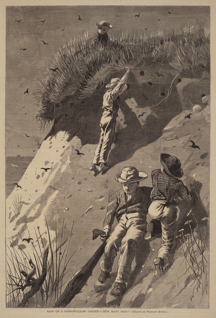 Raid on a Sand-Swallow Colony - "How Many Eggs?"