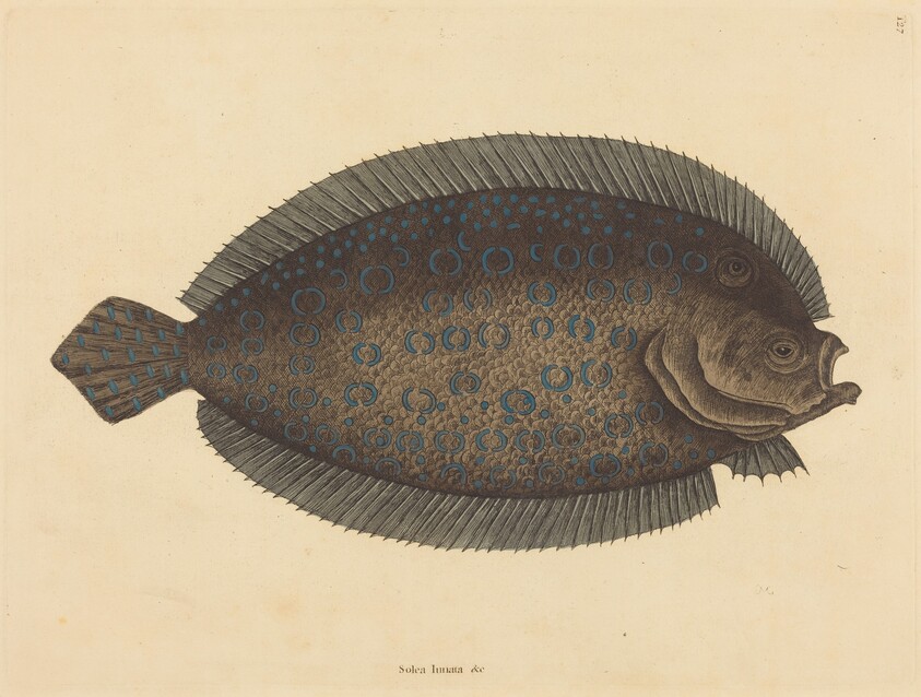 The Sole (Pleuronectes lunatus)