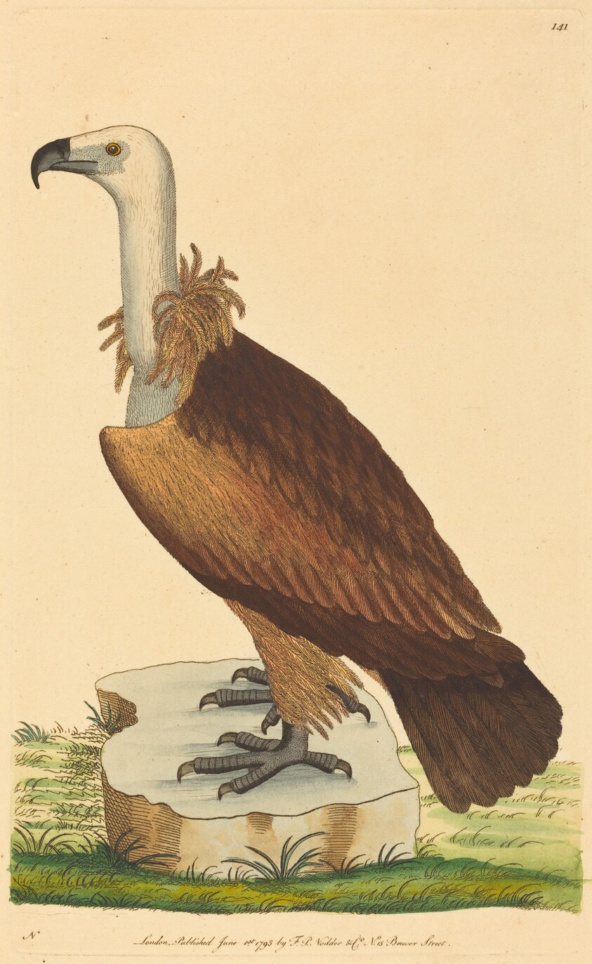 The Alpine Vulture