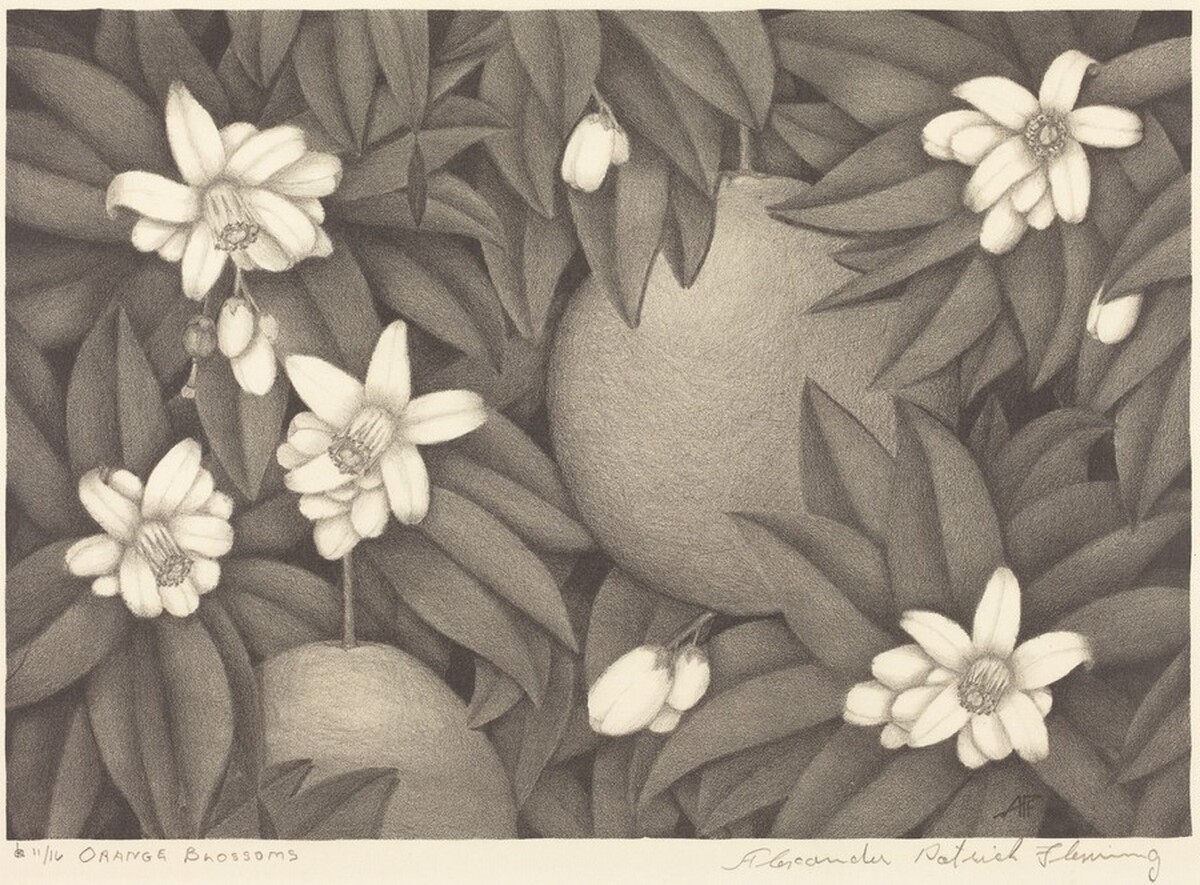 Orange Blossoms