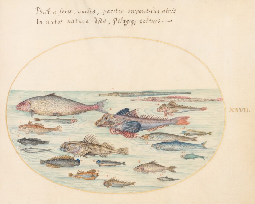 Plate 27: Blennies, Scorpion Fish, and Other Fish
