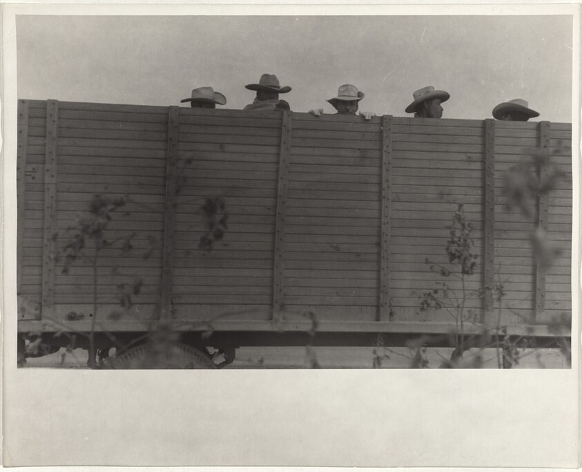 Cotton harvesters in truck--Arkansas