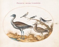 Plate 20: A Plover with Four Other Birds, Joris Hoefnagel, c.1575/1590s