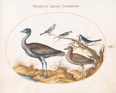 Plate 20: A Plover with Four Other Birds, Joris Hoefnagel, c.1575/1590s