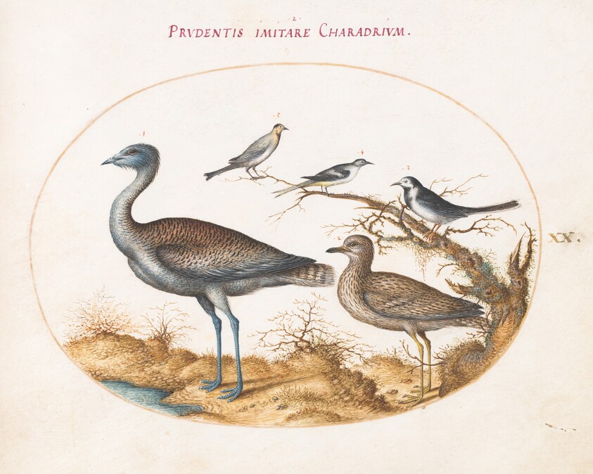 Plate 20: A Plover with Four Other Birds