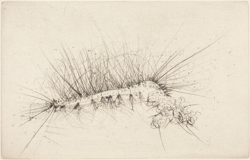 Great Caterpillar (Grosse Raupe)