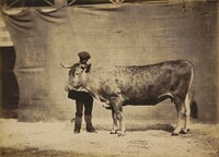 Vache Garonnaise, agée de 5 à 6 ans, Adrien Tournachon, 1856